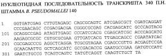 Способ выявления экспрессирующихся генов патогенных буркхольдерий методом дифференциального дисплея (патент 2458140)