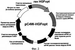 Ген hgfopt фактора роста гепатоцитов (патент 2385936)