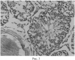 Способ оценки эффективности коррекции сперматогенеза у животных в условиях воздействия микроволнового излучения (патент 2552924)