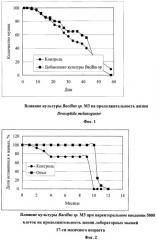 Штамм бактерий bacillus sp., обладающий иммуномодулирующей и геропротекторной активностью (патент 2413760)