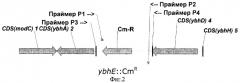 6-фосфоглюконолактоназа из escherichia coli, фрагмент днк, бактерия, принадлежащая к роду escherichia - продуцент l-аминокислоты и способ получения l-аминокислоты (патент 2288268)