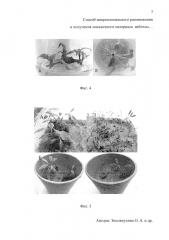 Способ микроклонального размножения и получения посадочного материала вейгелы приятной (weigela suavis (ком.) l.h.bailey) и вейгелы цветущей 