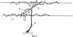 Способ ведения виноградного куста (патент 2562524)