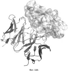Моноклональное антитело к pd-l1 (патент 2665790)
