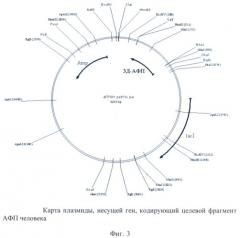 Штамм escherichia coli bl21(de3)/pafp11d3 - продуцент фрагмента с 404 по 609 аминокислоту альфа-фетопротеина человека (патент 2422512)