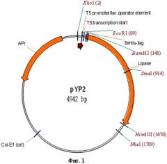 Рекомбинантная плазмидная днк pyp2, кодирующая ферментативно-активную часть полипептида липазы, белка пищеварительного тракта пчелиной огневки (патент 2507261)