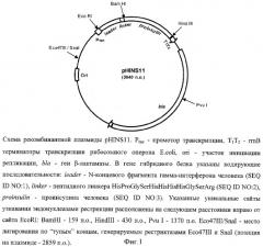 Рекомбинантная плазмидная днк phins11, кодирующая гибридный белок-предшественник инсулина человека, клетка escherichia coli, трансформированная рекомбинантной плазмидной днк phins11, штамм бактерий escherichia coli jm109/phins11 - продуцент гибридного белка-предшественника инсулина человека и способ получения инсулина человека (патент 2354702)