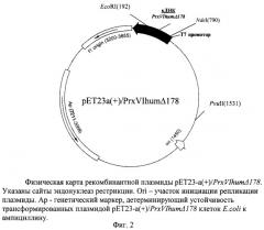 Рекомбинантная плазмидная днк pet23-a(+)prxvihum178, кодирующая n-концевой фрагмент пероксиредоксина vi человека, и штамм e.coli bl21/de3/pet23-a(+)/prxvihum178 - продуцент n-концевого фрагмента пероксиредоксина vi человека (патент 2250262)
