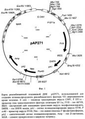 Рекомбинантная плазмидная днк pap271, кодирующая полипептид фактора vii свертываемости крови человека, и линия клеток mesocricetus auratus внк 21 k.13 (2h7) - продуцент рекомбинантного фактора vii свертываемости крови человека (патент 2448160)