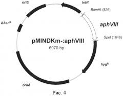 Тест-система mycobacterium smegmatis aphviii+ для скрининга ингибиторов серин-треониновых протеинкиназ эукариотического типа (патент 2566998)