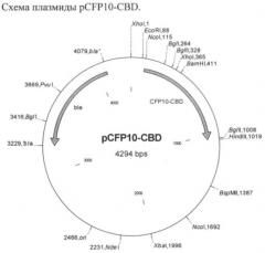 Рекомбинантная плазмида, штамм escherichia coli, химерный белок и их применение (патент 2422524)
