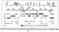 Штамм escherichia coli bl21 (de3)[payc-et-(hifn- 2b)-iaci]-продуцент рекомбинантного человеческого альфа-2b интерферона и способ его культивирования (патент 2303063)