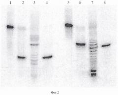 Штамм бактерии paracoccus carotinifaciens 3k - продуцент сайт-специфической эндонуклеазы pcsi. (патент 2377294)