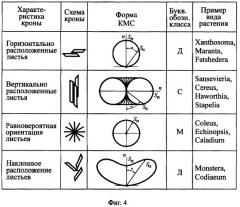 Способ определения формы кроны растения (патент 2373691)