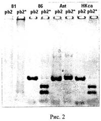 Штамм вируса гриппа а/гонконг/1/68/162/35 (h3n2)-универсальный донор внутренних генов для реассортантов и реассортантные штаммы а/спб/гк/09 (h1n1) и а/нк/astana/6:2/2010 (h5n1), полученные на его основе (патент 2511431)