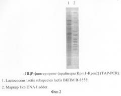 Штамм бактерий lactococcus lactis subspecies lactis вкпм в-8558, используемый в производстве молочных продуктов, и способ получения стартерной культуры штамма lactococcus lactis subspecies lactis вкпм в-8558 (патент 2295563)