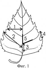 Способ измерения флуктуирующей асимметрии листьев березы (патент 2556987)
