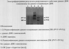 Способ защиты от-пцр от контаминации продуктами амплификации на основе разрушающего действия урацил-днк-гликозилазы (патент 2307167)