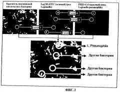 Способ для обнаружения и подсчета жизнеспособных микроорганизмов вида legionella pneumophila и набор для его осуществления (патент 2477319)