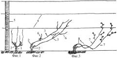 Способ ведения виноградного куста (патент 2445766)