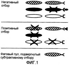 Новое антитело со специфичностью к злокачественной опухоли толстой кишки (патент 2268068)