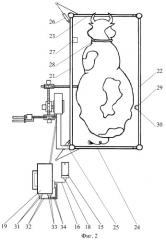 Автоматизированная доильная установка (патент 2244417)