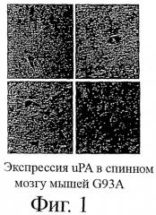 Применение ингибиторов урокиназы для лечения и/или предупреждения невропатологических заболеваний (патент 2410087)