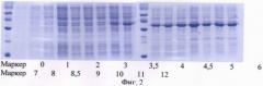 Способ промышленного культивирования штаммов e.coli, полученных на основе штамма bl21(de3), несущего ген t7 rna полимеразы под контролем lacuv5 промотора, с повышенным синтезом биомассы и выходом целевого белка в тельцах включения (патент 2473683)