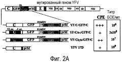 Флавивирус с двухкомпонентным геномом и его использование (патент 2527891)