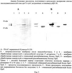 Рекомбинантная плазмидная днк ppa-oprfi, кодирующая гибридный рекомбинантный белок f-i наружной мембраны pseudomonas aeruginosa, штамм escherichia coli pa-oprfi-продуцент гибридного рекомбинантного белка f-i наружной мембраны pseudomonas aeruginosa и способ получения гибридного рекомбинантного белка f-i наружной мембраны pseudomonas aeruginosa (патент 2537006)