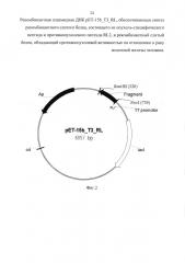 Рекомбинантная плазмидная днк pet-15b_t3_rl, обеспечивающая синтез рекомбинантного слитого белка, состоящего из опухоль-специфического пептида и противоопухолевого пептида rl2, и рекомбинантный слитый белок, обладающий противоопухолевой активностью по отношению к раку молочной железы человека (патент 2619053)
