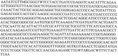 Штамм микромицета trichoderma harzianum m 99/51, используемый в качестве продуцента для получения биологически активных противоопухолевых препаратов (патент 2465314)