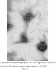 Штамм туляремийного бактериофага гал (патент 2352633)