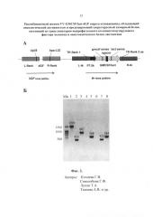 Рекомбинантный штамм vv-gmcsf/lact-dgf вируса осповакцины, обладающий онколитической активностью и продуцирующий секретируемый химерный белок, состоящий из гранулоцитарно-макрофагального колониестимулирующего фактора человека и онкотоксического белка лактаптина (патент 2630672)