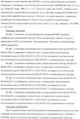 Терапевтические связывающие молекулы в виде химерного антитела (патент 2405790)