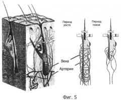 Способ модуляции роста волос и модулирующее устройство для его осуществления (патент 2435619)