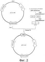 Штамм микроорганизма corynebacterium ammoniagenes, продуцирующий инозин, и способ получения инозина с его использованием (патент 2469084)