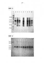 Анализ содержания фибриногена (патент 2619256)