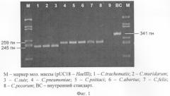 Способ дифференциальной диагностики представителей семейства chlamydiaceae (патент 2245370)