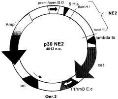 Рекомбинантная плазмидная днк p30ne2, кодирующая 181-аминокислотный n-концевой фрагмент гликопротеина e2 вируса классической чумы свиней и обеспечивающая его экспрессию в клетках бактерий e.coli (патент 2250263)