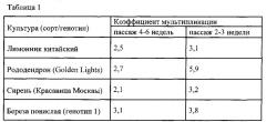 Способ повышения эффективности культивирования in vitro березы повислой, лимонника китайского, рододендрона и сирени (патент 2619177)