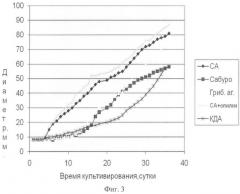 Штамм базидиомицета fomitopsis tyv-2006, используемый для получения противоопухолевых препаратов (патент 2360960)