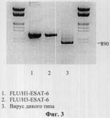 Рекомбинантные штаммы вируса гриппа, экспрессирующие микобактериальный протективный антиген esat-6, и их использование для профилактики и лечения туберкулеза (патент 2318872)