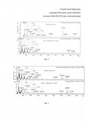 Способ идентификации сероваров бактерий рода leptospira методом maldi-tof масс-спектрометрии (патент 2661108)