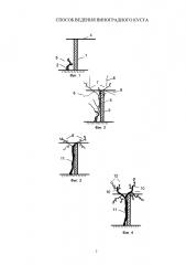 Способ ведения виноградного куста (патент 2645220)