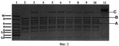 Термостабильная днк-лигаза из археи рода acidilobus (патент 2413767)