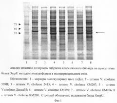 Способ выделения белков токсин-корегулируемых пилей адгезии и ompu холерного вибриона классического биовара (патент 2324740)