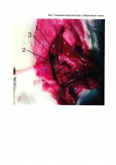 Способ оценки надежности гемостаза после травмы печени у мелких лабораторных животных (патент 2657970)