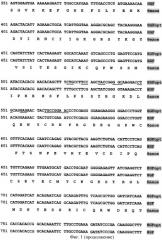 Ген hgfopt фактора роста гепатоцитов (патент 2385936)