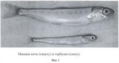 Способ получения культуры клеток дальневосточных лососей (патент 2412994)